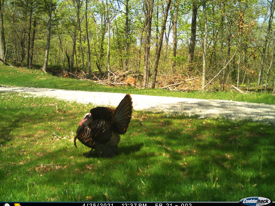 State Highway D, Marthasville, MO 63357 Zillow