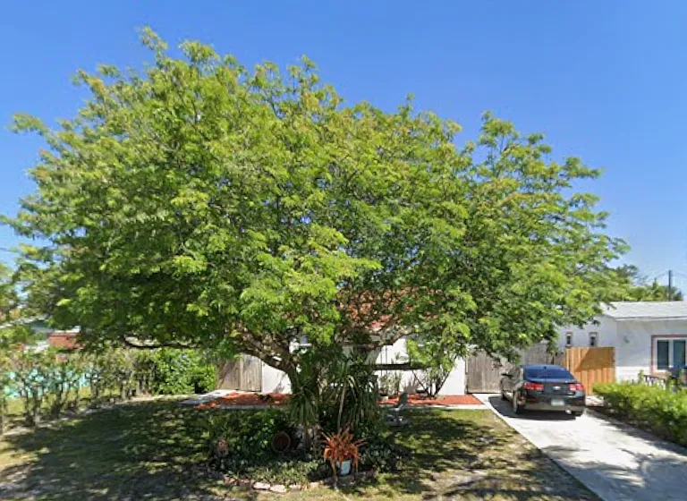 Tree and shade in front yard.