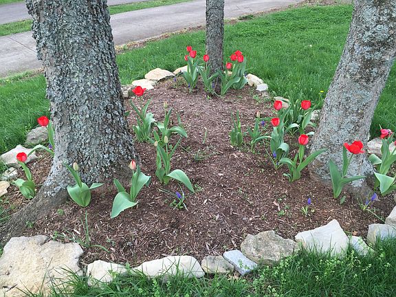 Front Yard Spring Tulips