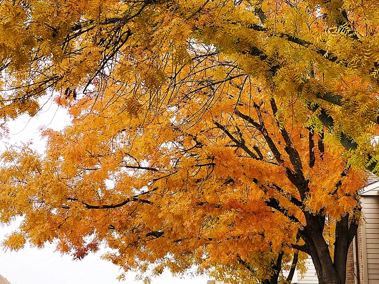 Guess parking within the community, surrounded by seasonal foliage. Resident covered parking included.