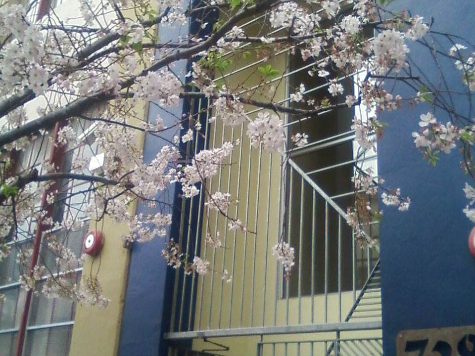 Flowering tree outside building