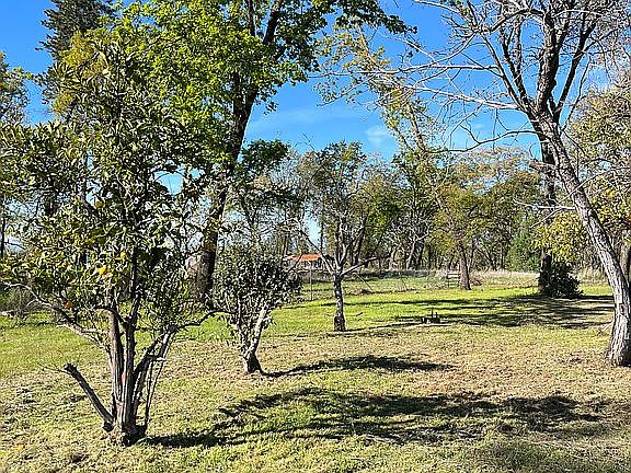 Fruit trees, very flat! 