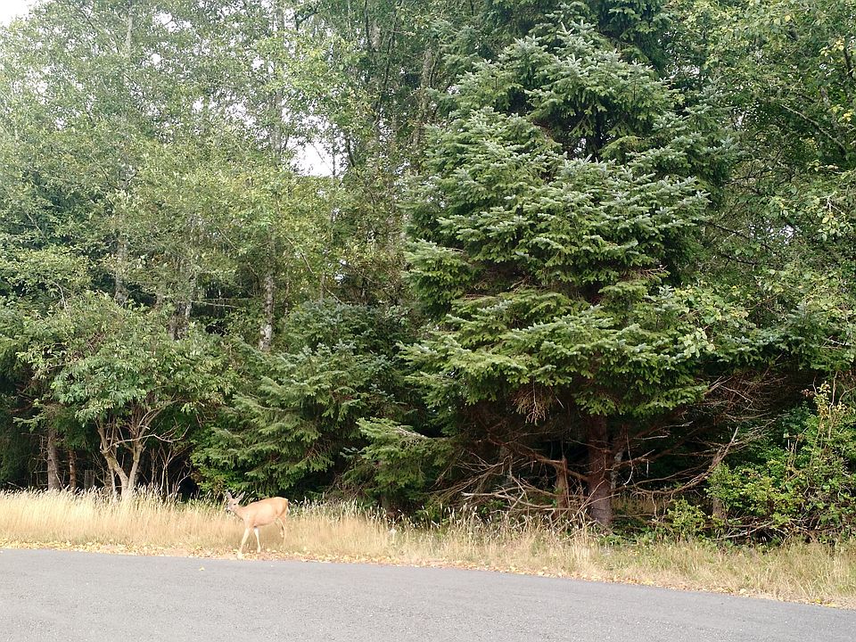 Visiting deer