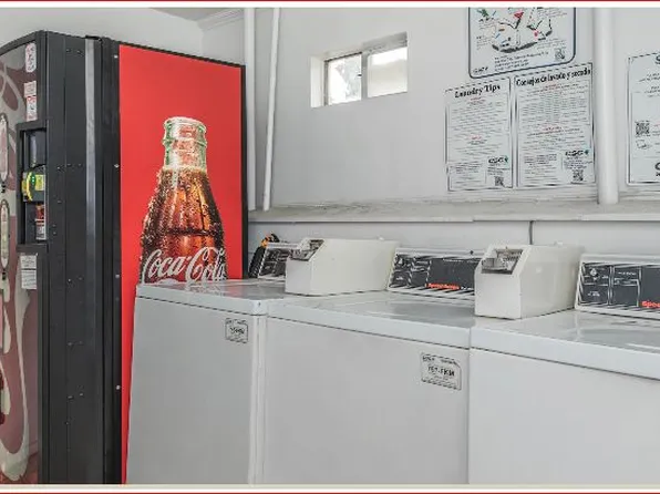 Banyan Tree at Memorial