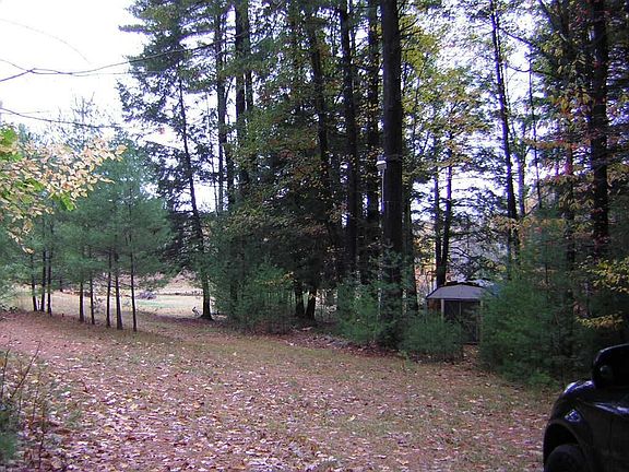 pine tree line driveway