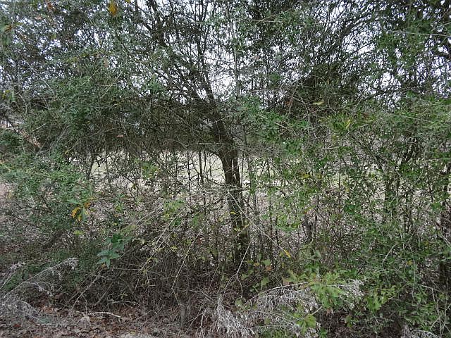 2nd image of E Indian Creek Ranch Rd