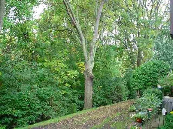 Woods view