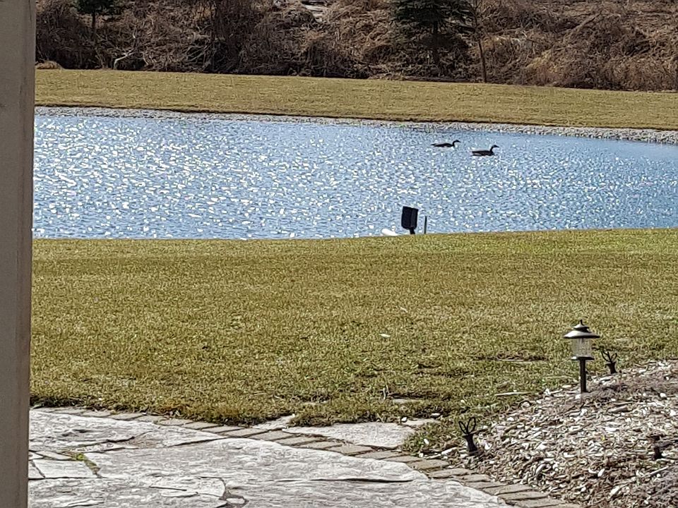 aerated 1/2 acre pond