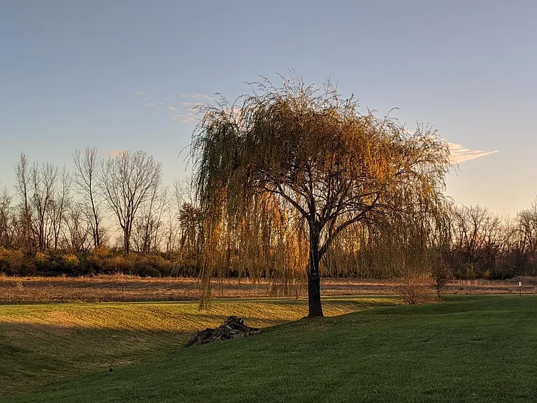 Tranquil back yard