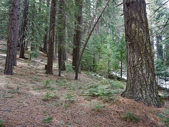 4th image of 6 Pine Tree Ct