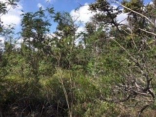 5th image of Lehua Ln Lot 30