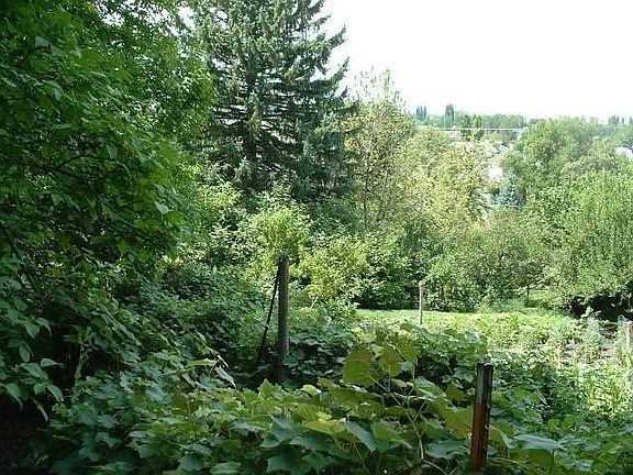 Garden with Vineyard