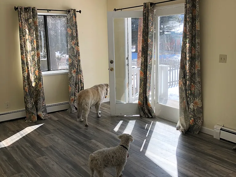 The dogs are not included.