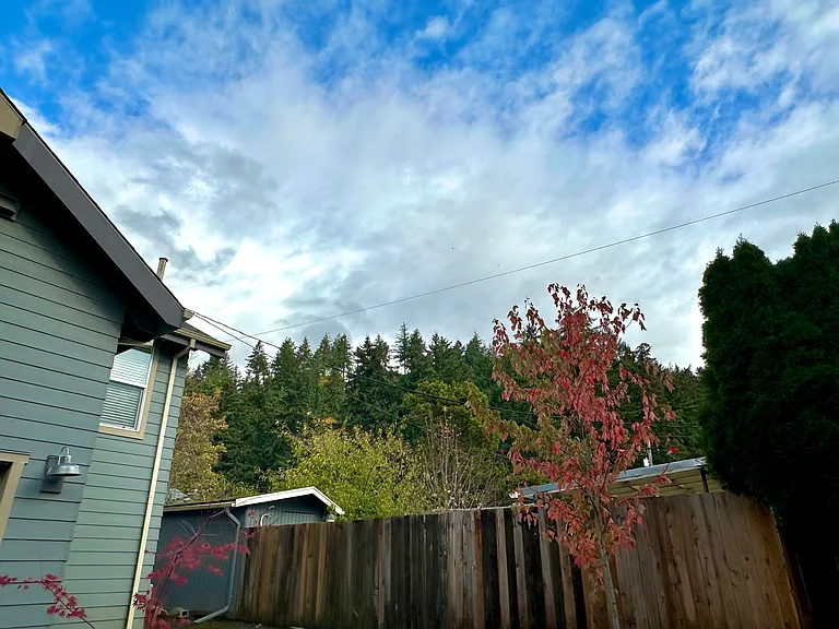 View from backyard of Rocky Butte's trees