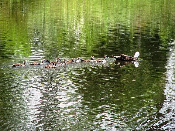 Momma & ducklings in canal