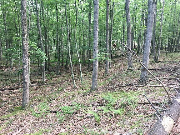 5th image of 137 White Tail Cir