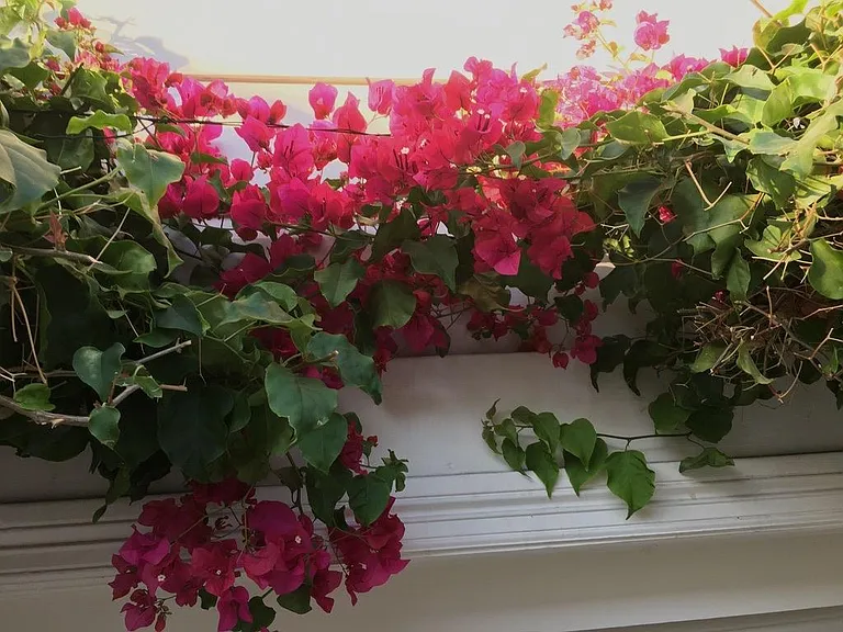 Bougainvillea grows over the garage door in the summer.