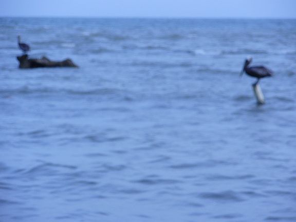 Pelicans Front Yard Seaside