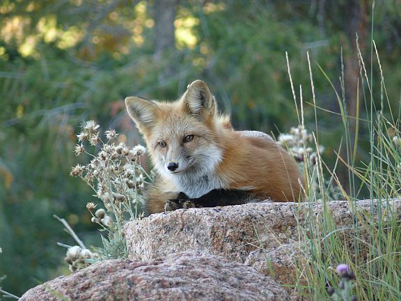 Fox in the back yard