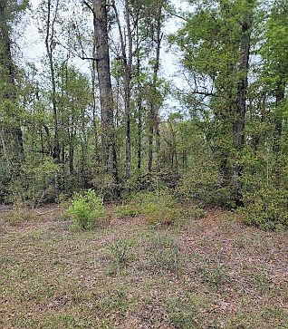 1st image of NW Southern Oak Ter