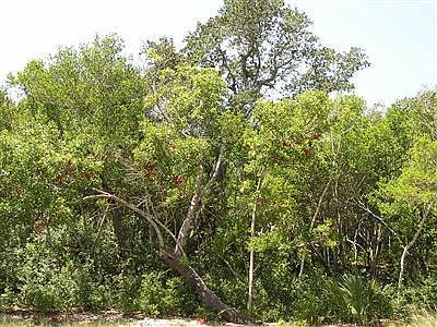 1st image of 546 Chicamacomico Woods (L#5553) LOT 5553