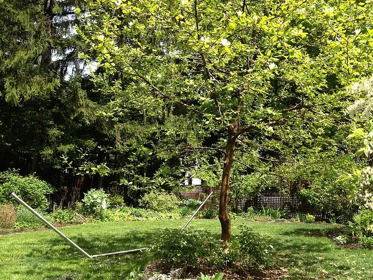 Yellow magnolia in upper back yard