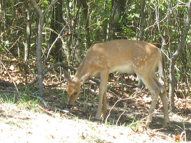 2nd image of Lot 13 Willow Lake Subdivison 4.49 Ac