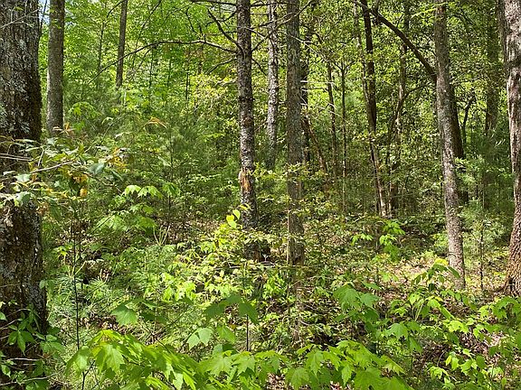 4th image of 106 Black Birch Ln
