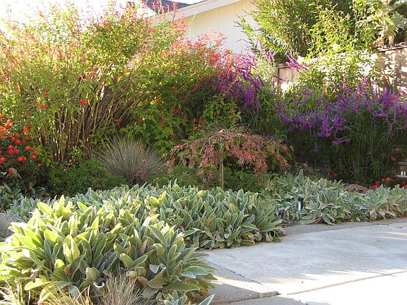 Low Water Garden