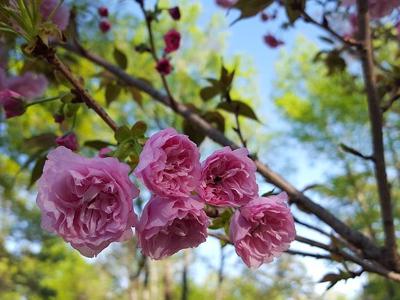 Lots of flowering trees!