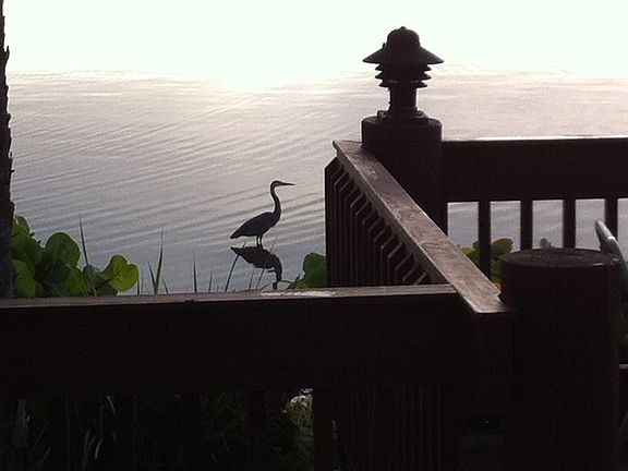 feathered friends by pool deck