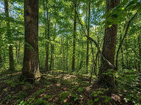4th image of 2924 Red Lick Rd