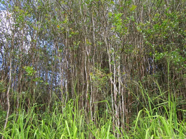 Manaolana St, Kurtistown, HI 96760