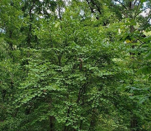 3rd image of 1 Shady Oaks Dr
