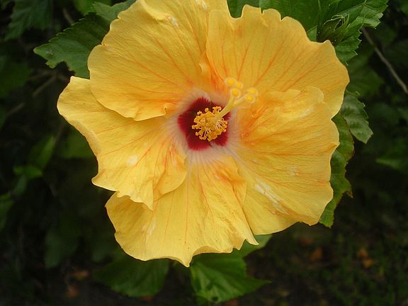 Beautiful Hibiscus