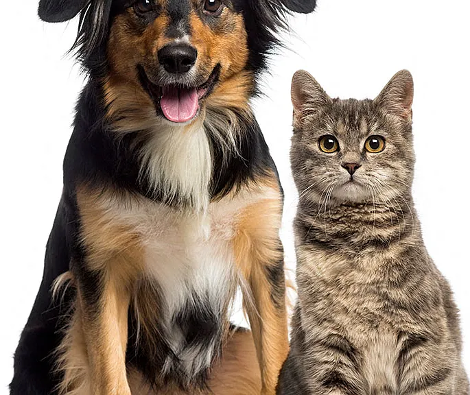 We're Pet Friendly