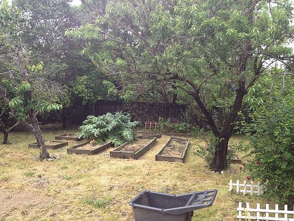 Backyard-trees planter boxes