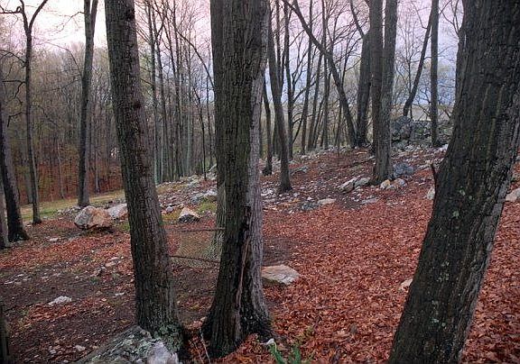 Front of the front yard.