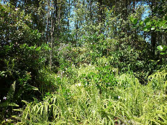 4th image of 24th Ave Lot 1093