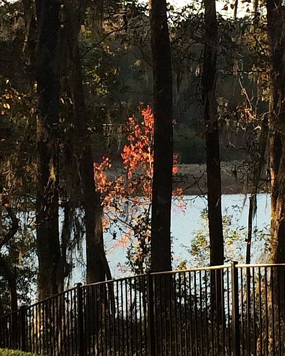 2nd image of 3303 Lake Run Dr