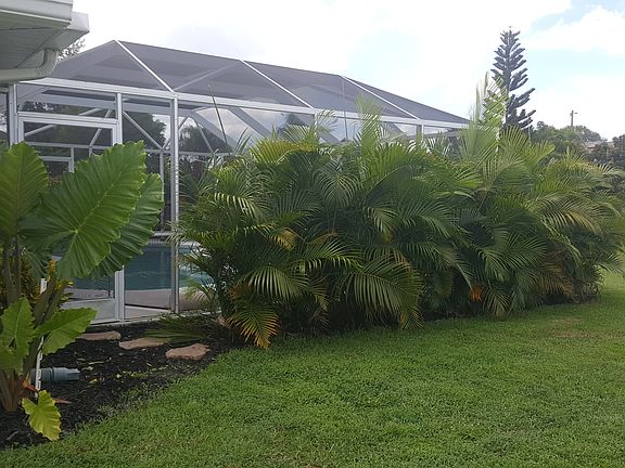 Areca palms for pool privacy