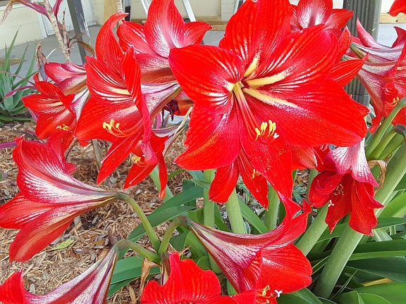 Spring flowers off Patio