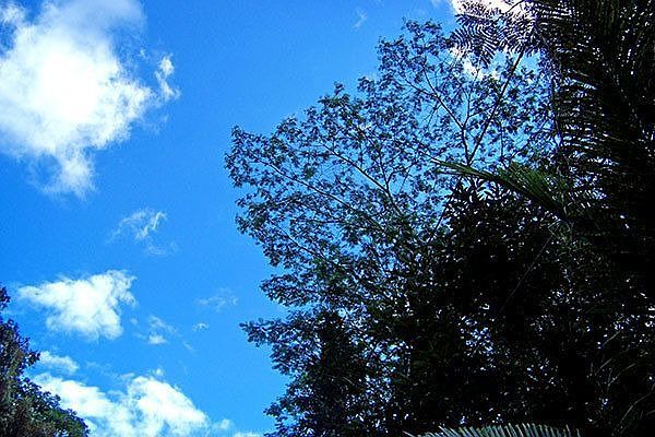 Gorgeous Hawaiian Blue sky over Lot 532, Oahu Road Nanawale Estates.