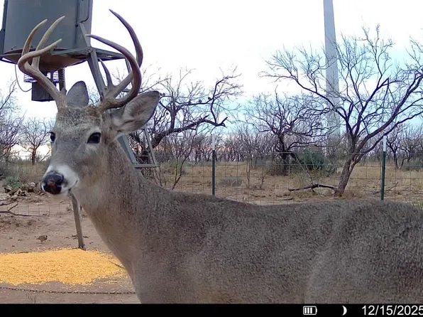 County Road 450, Hermleigh, TX 79526