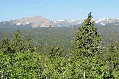 Spring view; pines and aspen