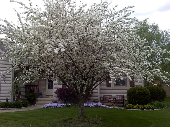 Lots of flowering trees