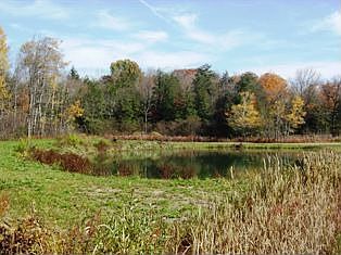 pond