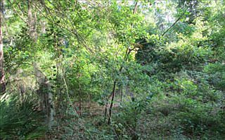 2nd image of 97090 Morgans Way