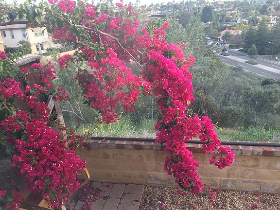 Bougainvillea, side yrd