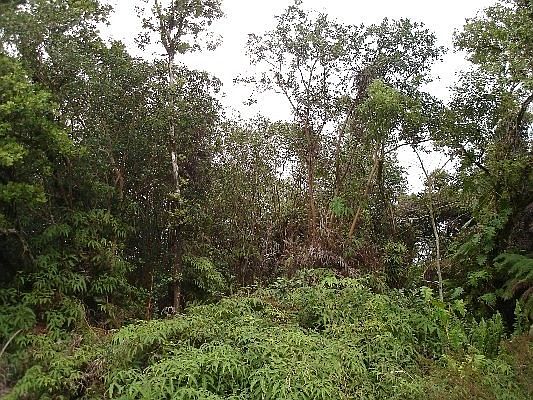 2nd image of Pukana